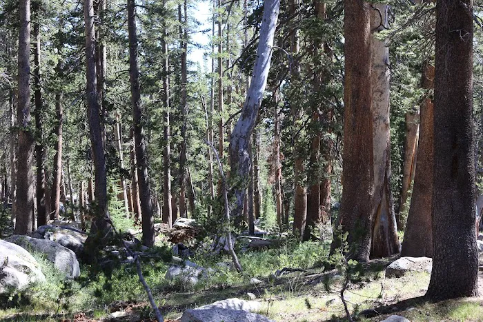 Dispersed Campground Picture 4