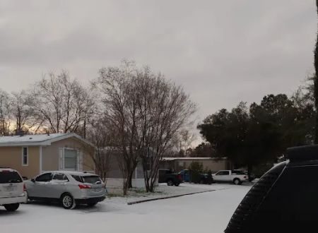 Western Pines