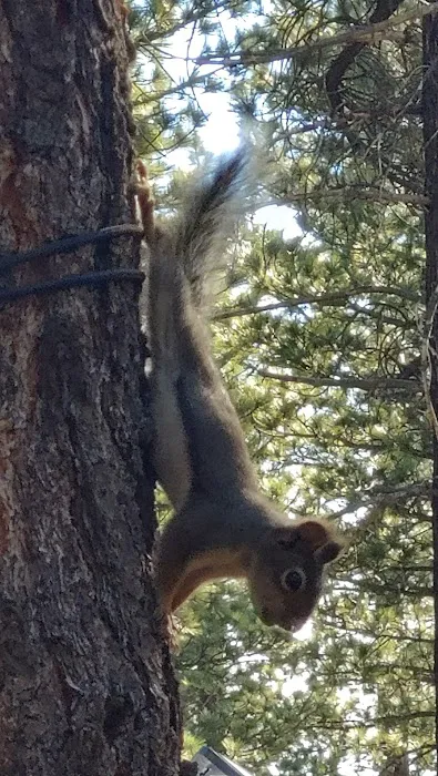 Old Shady Rest Campground Picture 5