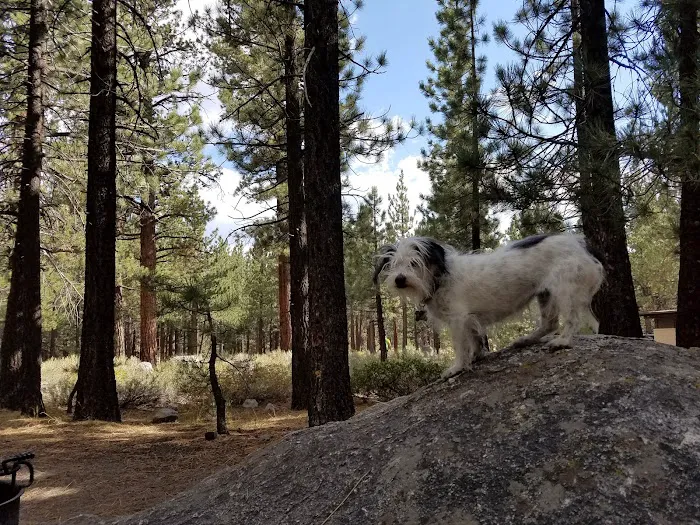 New Shady Rest Campground Picture 7