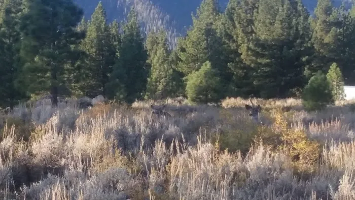 Pine Glen Group Campground Picture 3