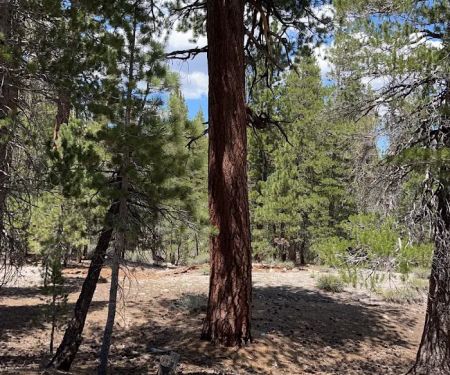 Upper Deadman Campground