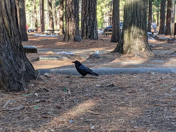Upper Pines Campground Picture 9