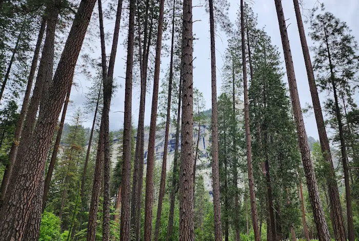 Valley Shuttle Stop #15: Upper Pines Campground Picture 10