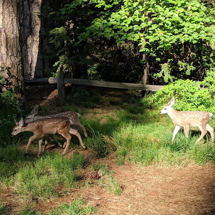Lower Pines Campground Picture 7