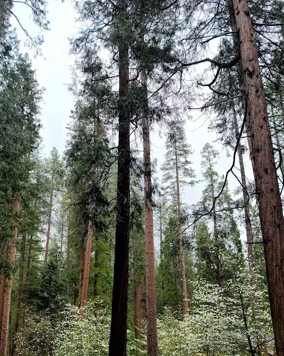 North Pines Campground Picture 10