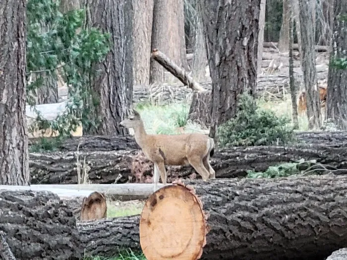 Little Yosemite Valley Campground Picture 8