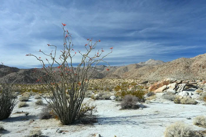 Mountain Palm Springs Campground Picture 2