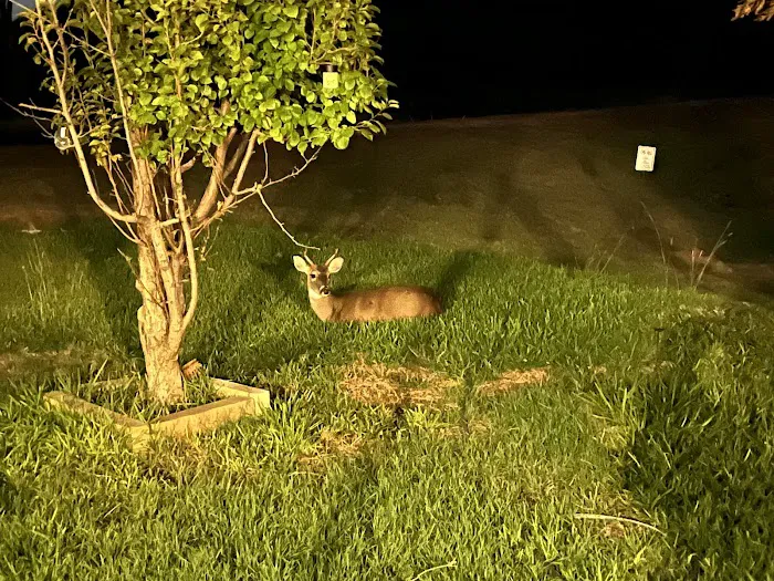 Buffalo Gap RV Park Picture 5
