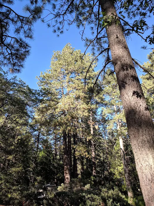 Idyllwild Campground Picture 8