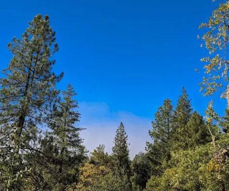 Centennial Oak campground