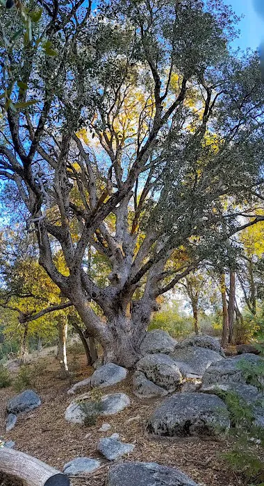 Centennial Oak campground Picture 4