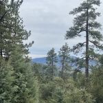 Diamonds Ranch