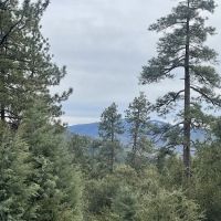 Diamonds Ranch ico