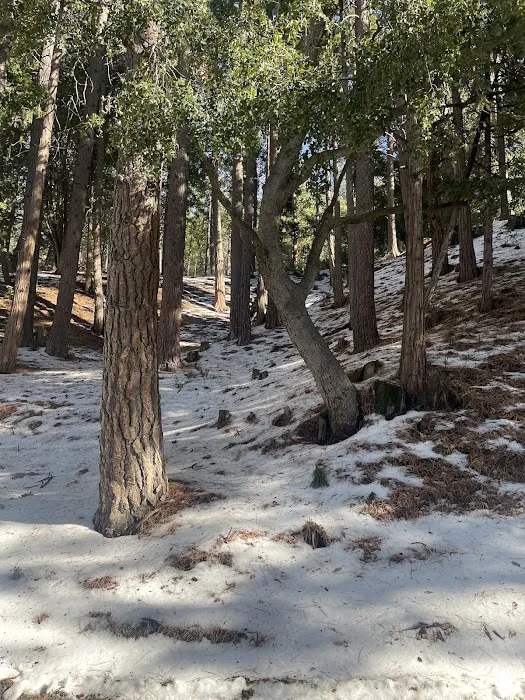 Diamonds Ranch Picture 8
