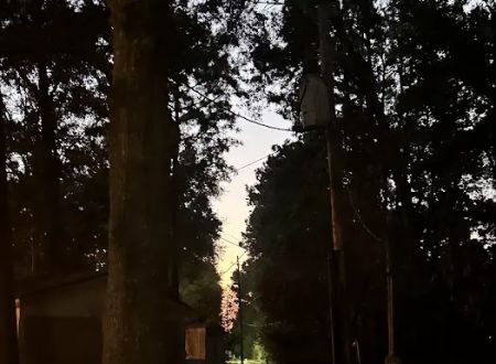 Splendora Pines