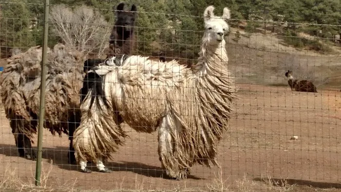 Lost Burro Campground Picture 10