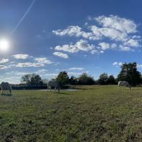 White Horse Ranch and Camping ico