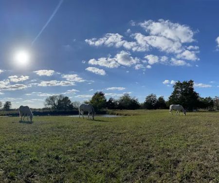 White Horse Ranch and Camping