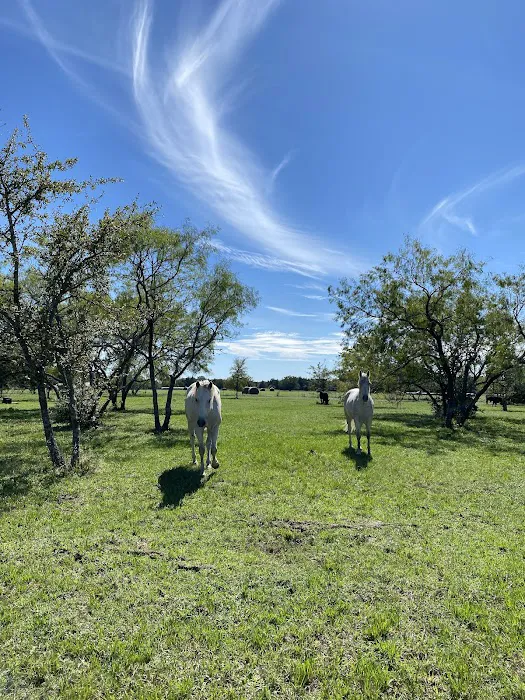 White Horse Ranch and Camping Picture 4