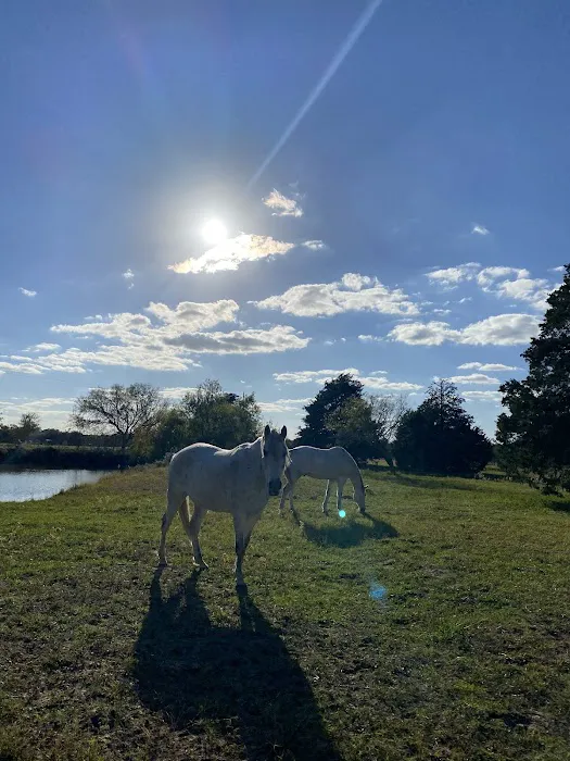 White Horse Ranch and Camping Picture 8