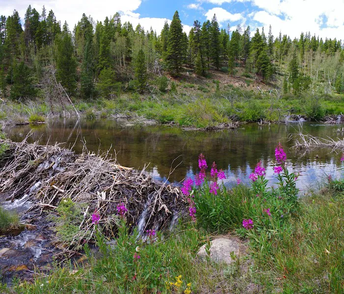 Fourmile Campground Picture 5