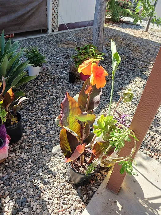 Corona Palms Mobile Home Park Picture 4