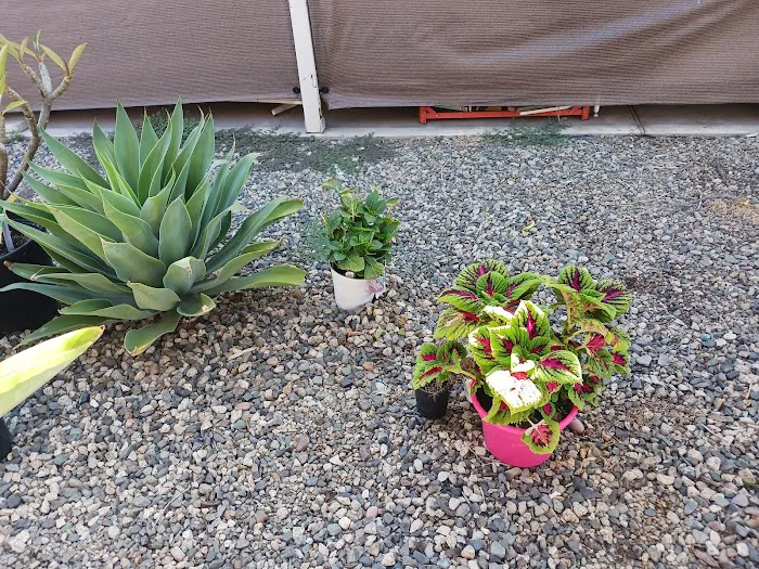 Corona Palms Mobile Home Park Picture 6