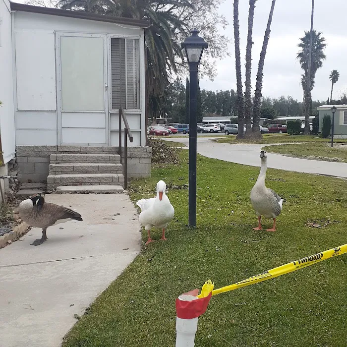 Swan Lake Mobile Home Park Picture 4