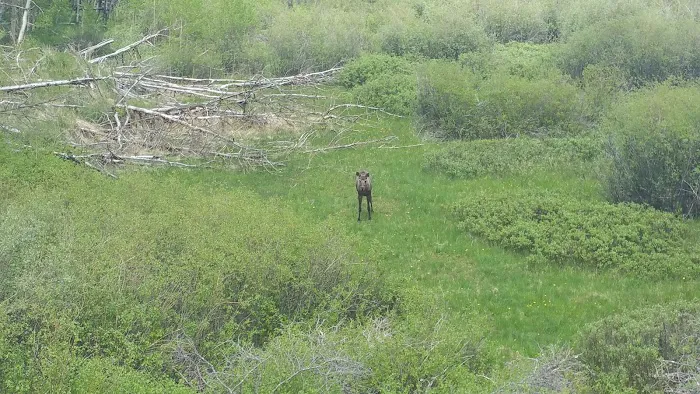 Denver Creek Campground Picture 5