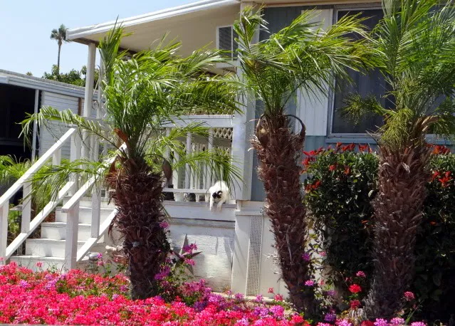 Santa Paula West Mobile Home Park Picture 4