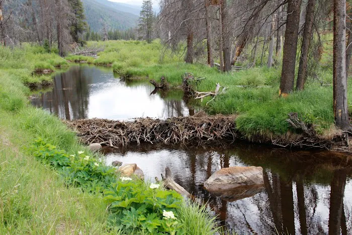 Hornsilver Campground Picture 7