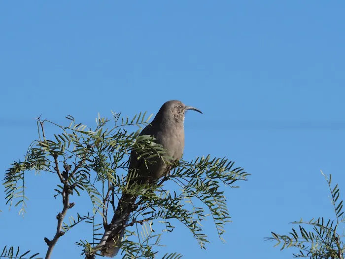 Bosque Birdwatchers RV Park Picture 1