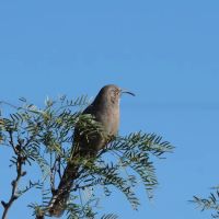 Bosque Birdwatchers RV Park ico