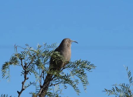Bosque Birdwatchers RV Park