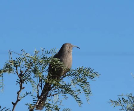 Bosque Birdwatchers RV Park