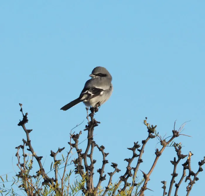 Bosque Birdwatchers RV Park Picture 2