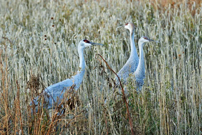 Bosque Birdwatchers RV Park Picture 7