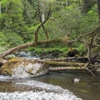 Campbell Tree Grove Campground ico