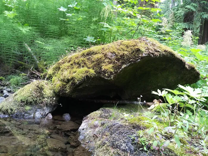 Campbell Tree Grove Campground Picture 9