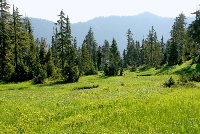 Three Lakes Campground, Olympic National Park Picture 2