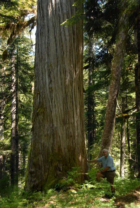 Three Lakes Campground, Olympic National Park Picture 7