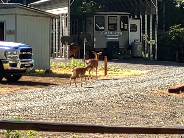 Cowlitz Timber Trails Association Picture 1