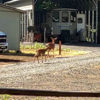 Cowlitz Timber Trails Association ico