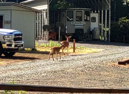 Cowlitz Timber Trails Association