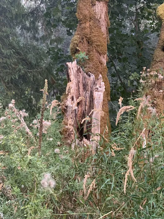 Cowlitz Timber Trails Association Picture 6