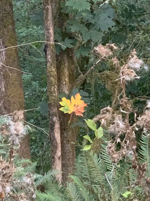 Cowlitz Timber Trails Association Picture 8