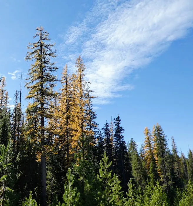 Lodgepole Campground Picture 4