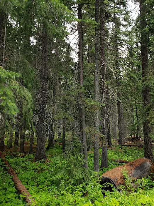 Lodgepole Campground Picture 6