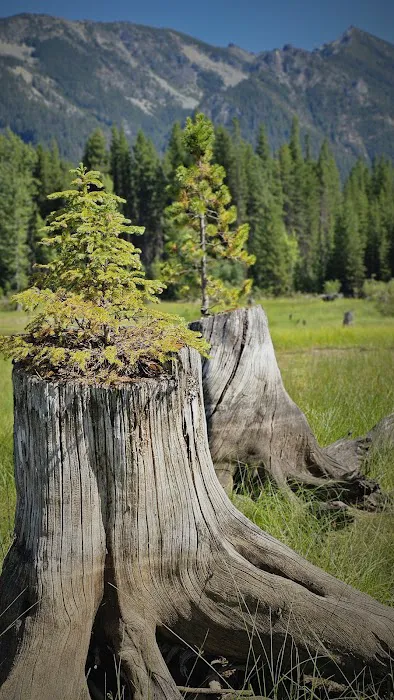 Bumping Lake Campground Picture 4